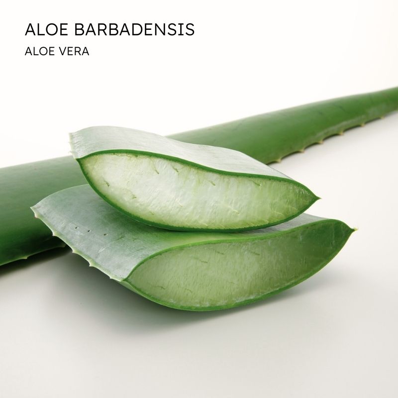 AloeVera