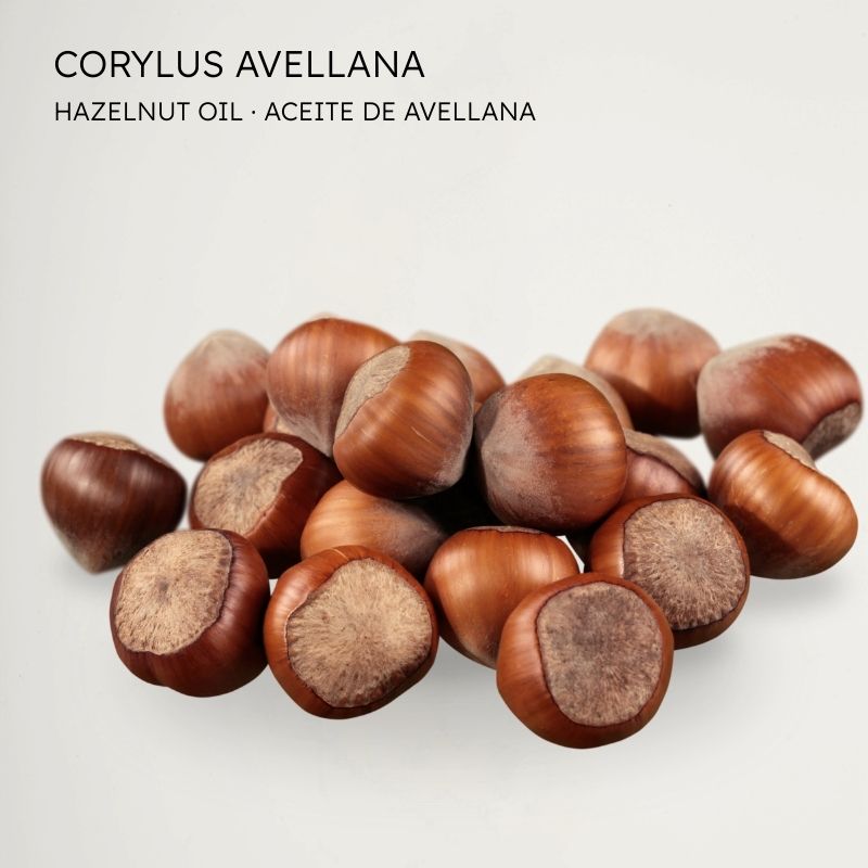 Avellana - Hazelnut
