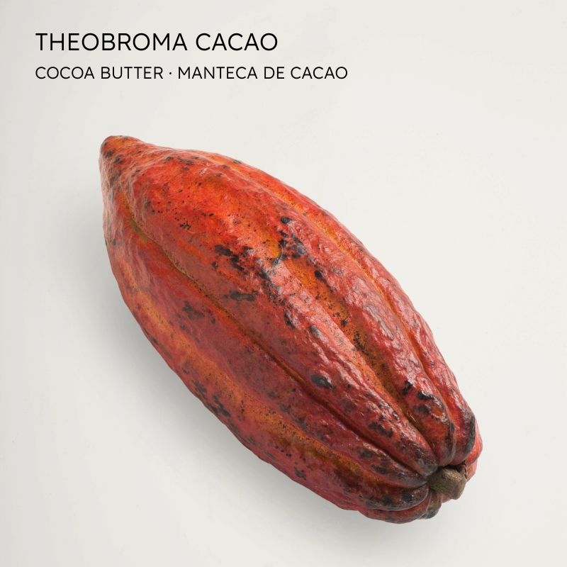 Cacao - Cocoa