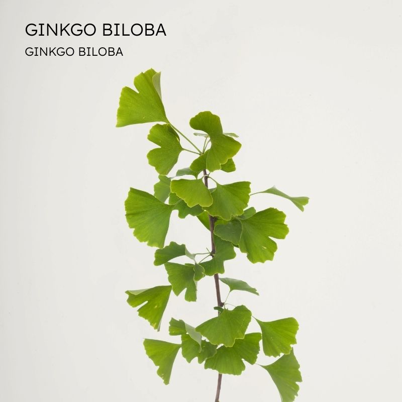 Ginkgo Biloba