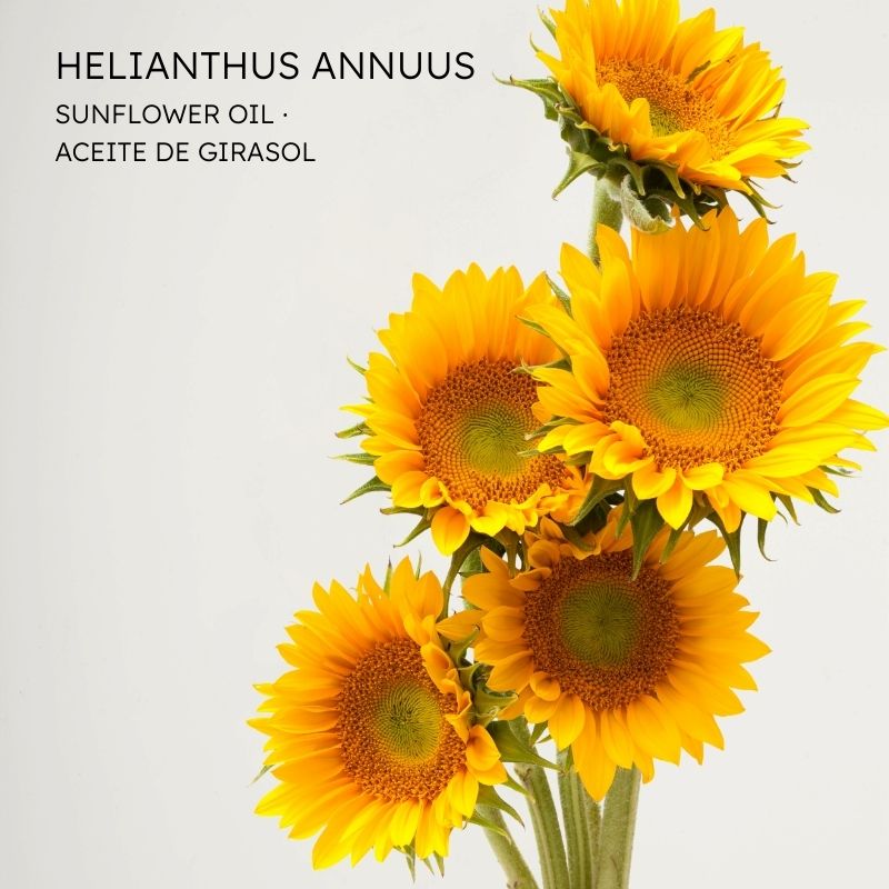 Girasol - Sunflower