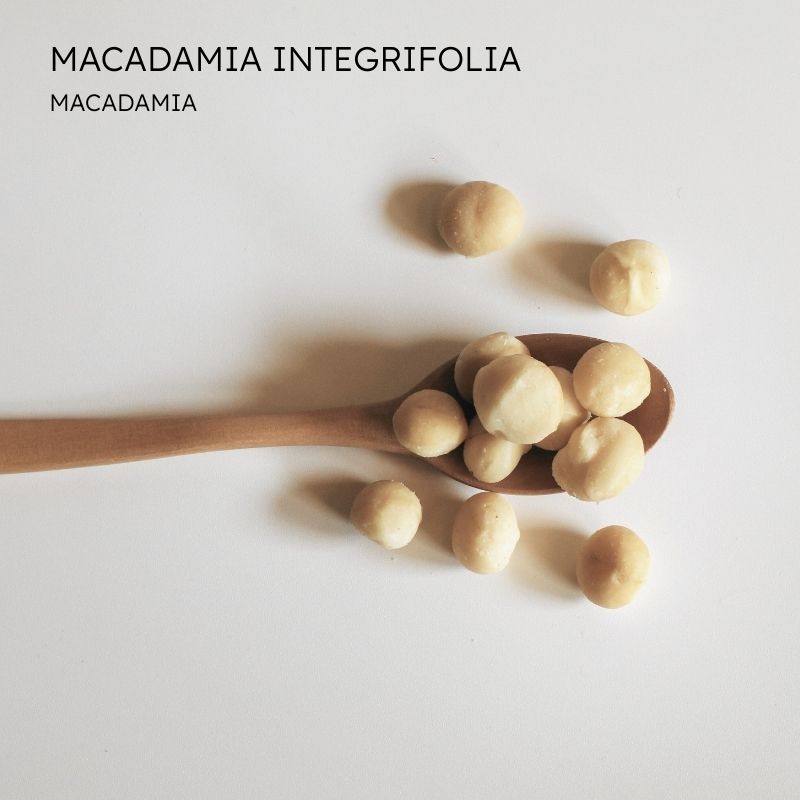 Macadamia