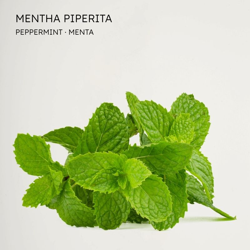 Menta