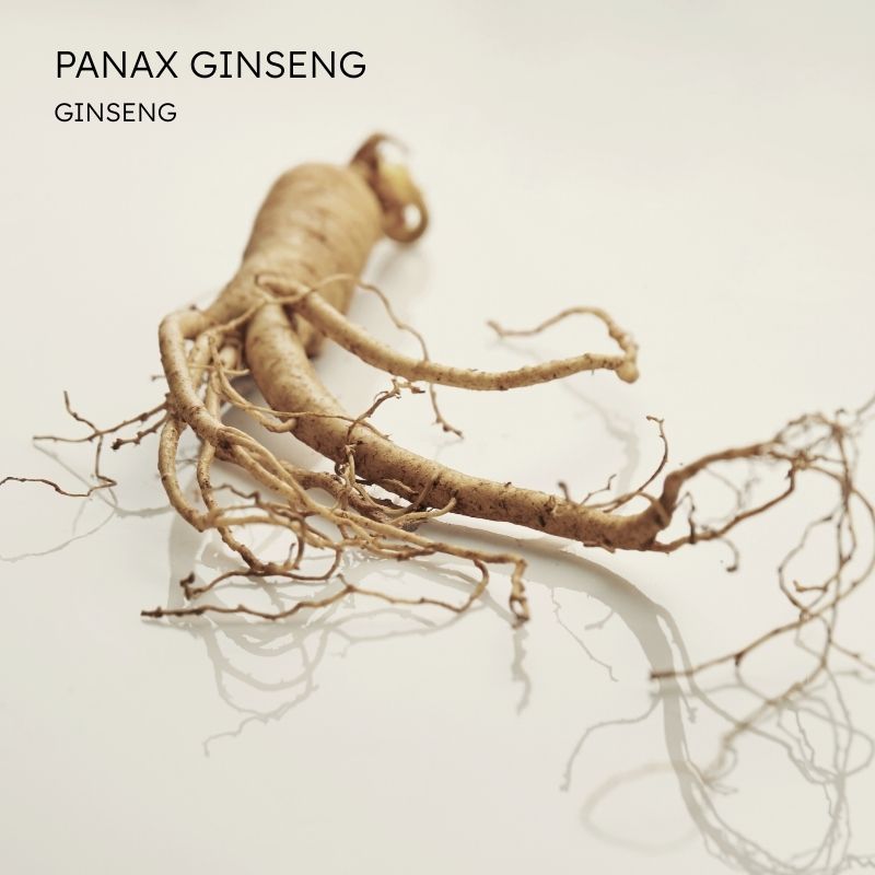 Panax ginseng
