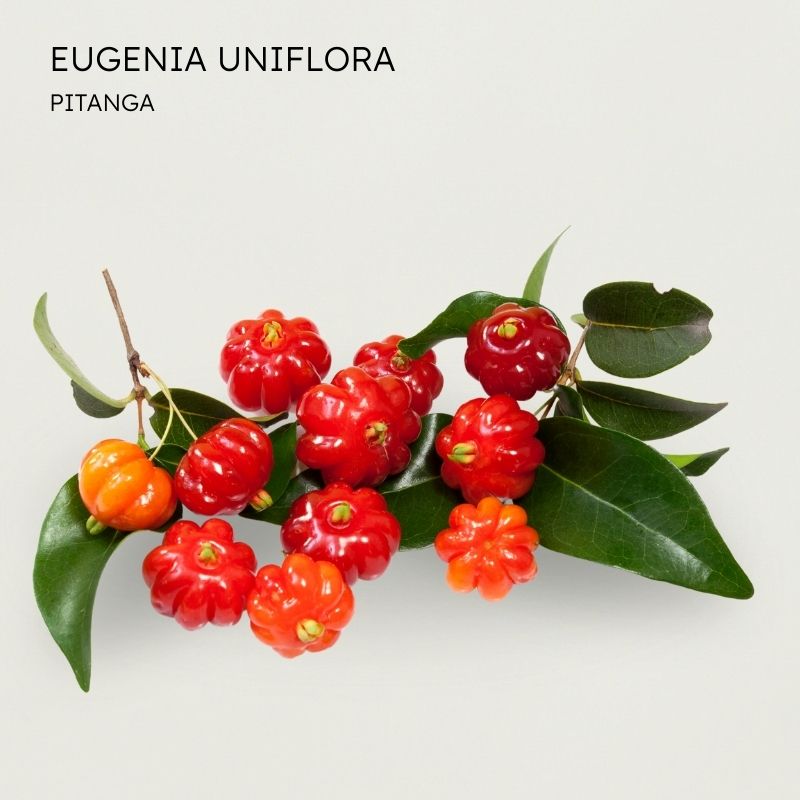 Pitanga
