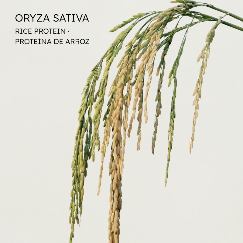 Rice protein